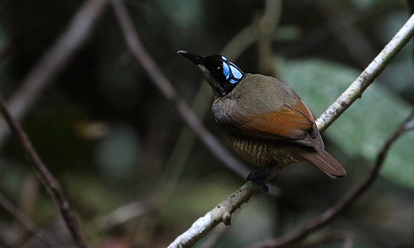 Wilson BoP, female