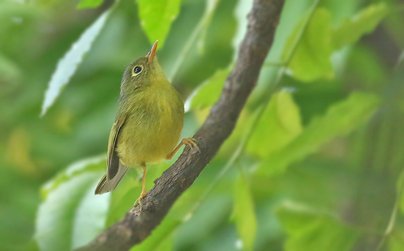 Bianchi's Warbler