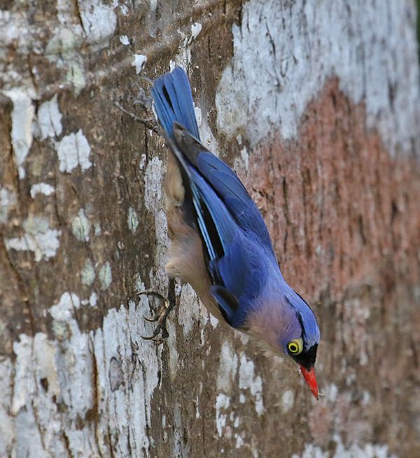 Velvet-fronted Nuthatch