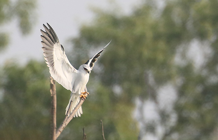 Black-shouldered Kite