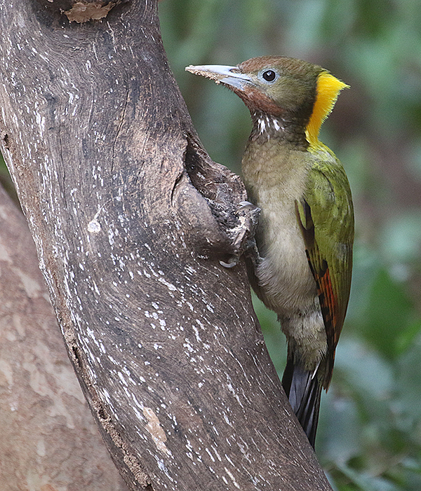 Greater Yellownape