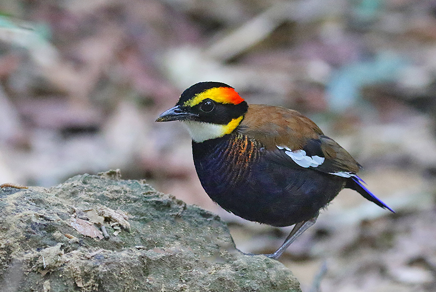 Malayan Banded Pitta