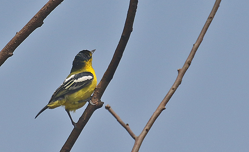 Common Iora