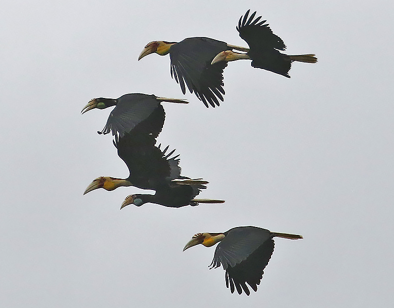 Plain-pouched Hornbill