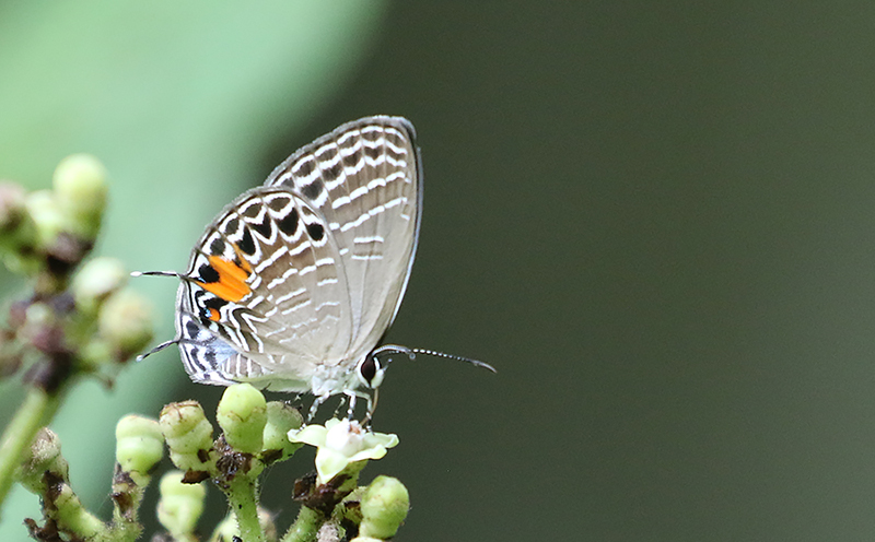 Burmese Cerulean (Jamides philatus)