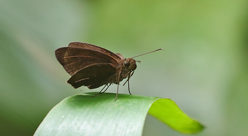 Chocolate Demon    (Ancistroides nigrita othonias)