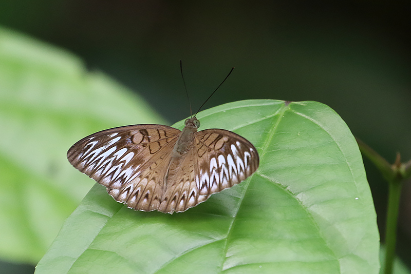 Short-banded Viscount, (Tanaecia aruna)