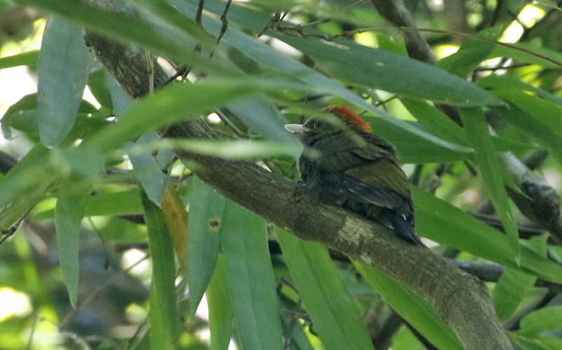 Bamboo Woodpecker
