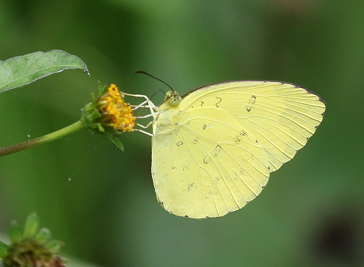 Three-spot Grass Yellow (Eurema blanda)