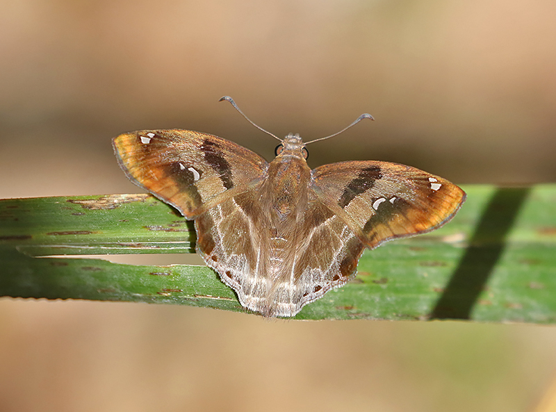 Chestnut Angle (Odontoptilum angulata) fem