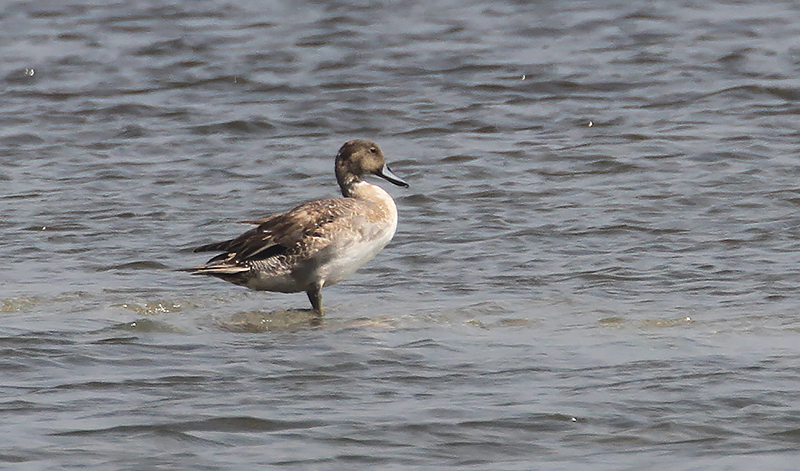 Northern Pintail, female