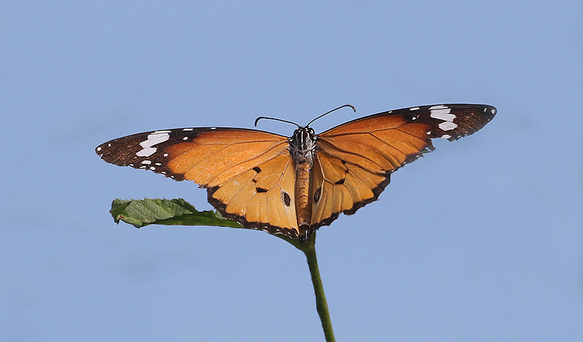 Plain Tiger (Danaus chrysippus)