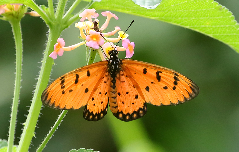 Tawny Coster (Acraea terpsicore)