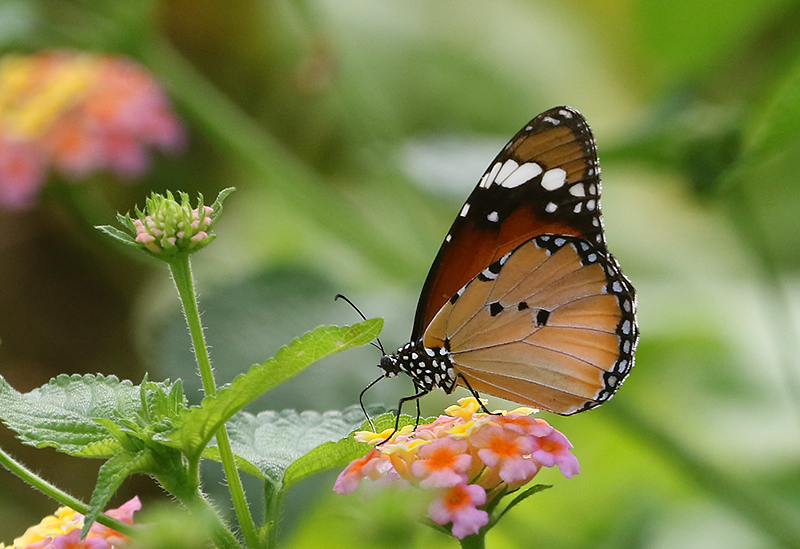 Plain Tiger (Danaus chrysippus)