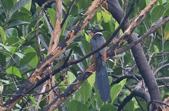 Chestnut-winged Cuckoo