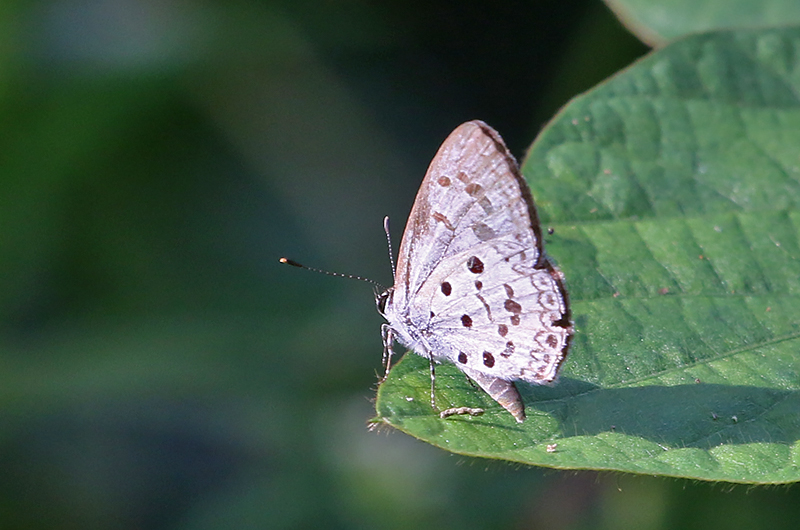Common Hedge Blue Acytolepis puspa