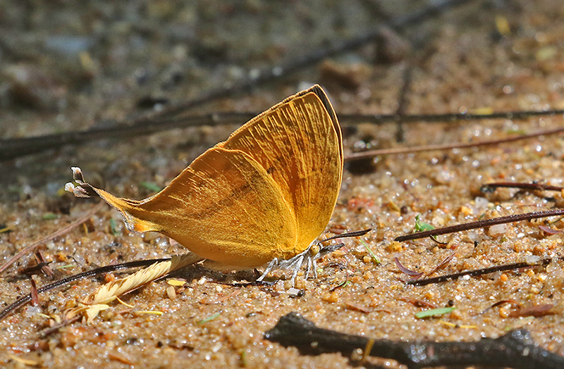 Yamfly Loxura atymnus