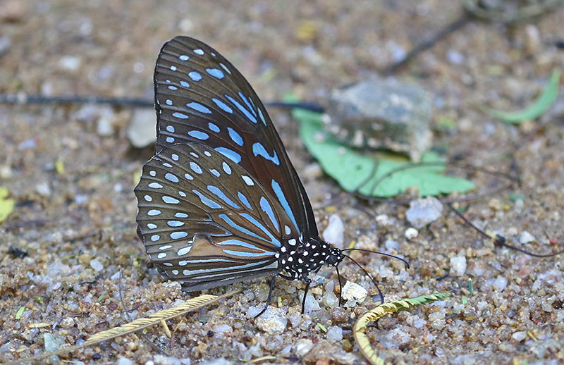 Dark Blue Tiger Butterfly Tirumala septentrionis
