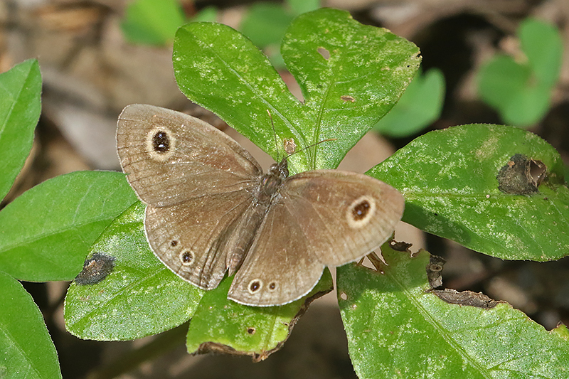 Common Four-Ring Ypthima huebneri