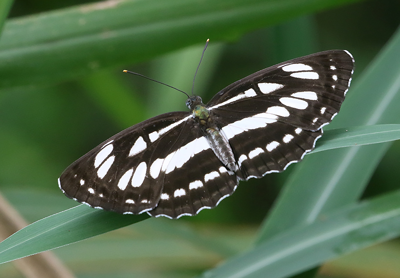 Common Sailer Neptis hylas