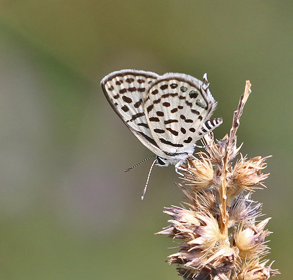 Spotted Pierrot (Tarucus callinara)