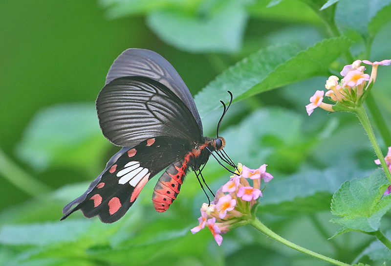 Papilionoidae (Parnassians and swallowtails)