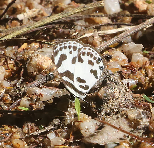Banded Blue Pierrot (Discolampa ethion)