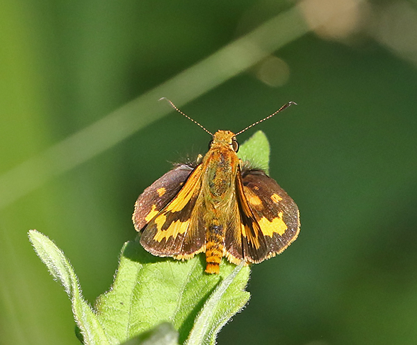 Lesser Dart Potanthus omaha
