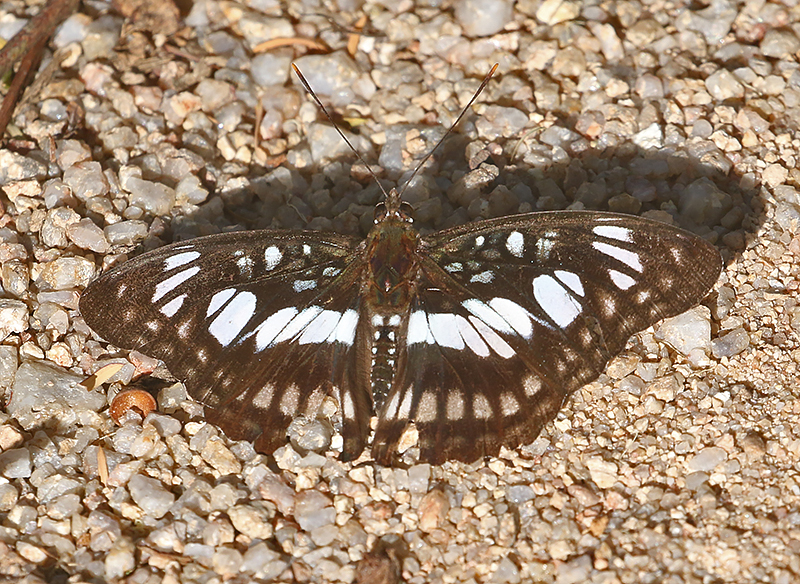 Blackvein Sergeant (Athyma ranga)