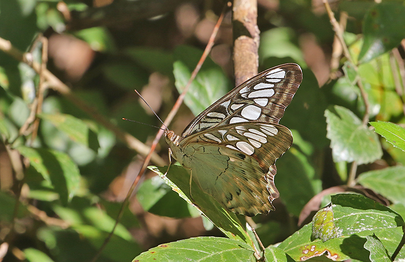 Clipper Parthenos sylvia