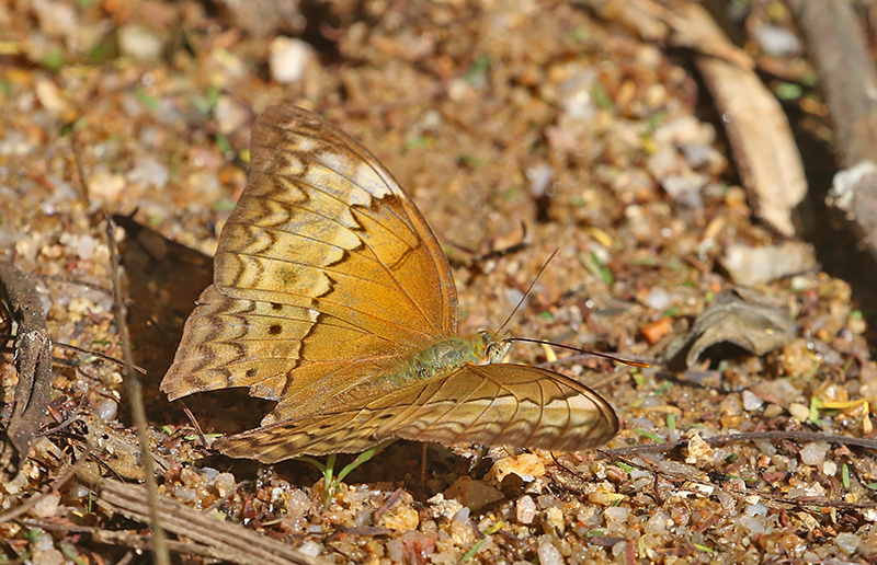 Common Yeoman Cirrochroa tyche