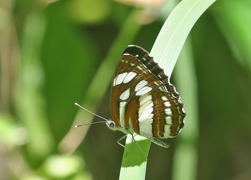 Common Sailor (Neptis hylas)