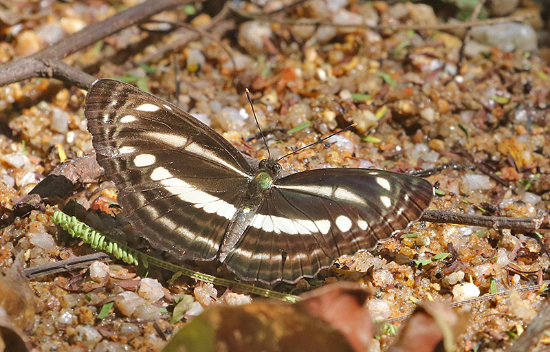 Sullied Brown Sailer Neptis nata