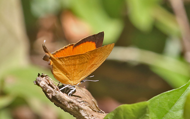Yamfly Loxura atymnus
