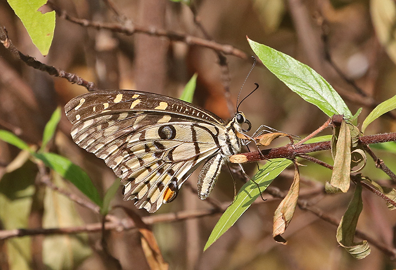 The Lime Swallowtail (Papilion demoleus), female