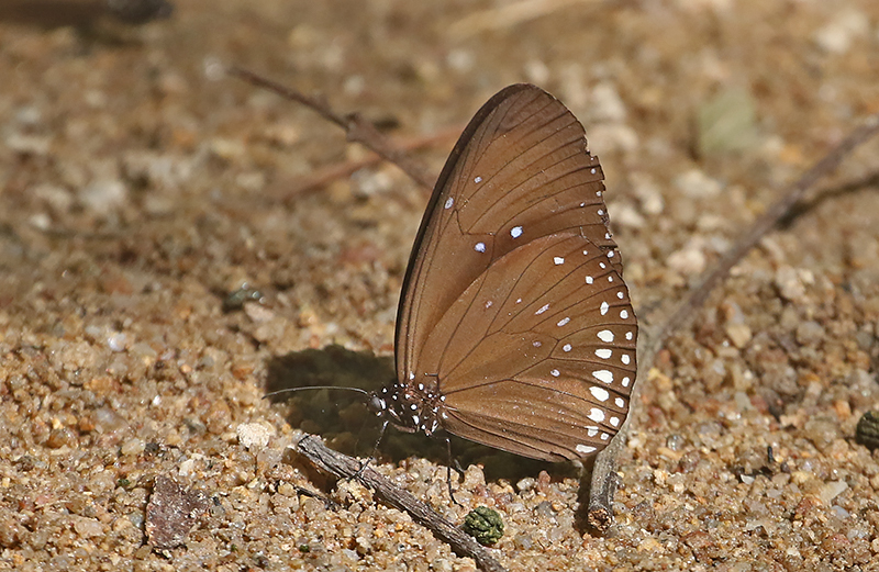 Blue-spotted Crow Butterfly (Euploea midamus)