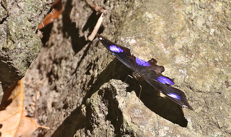 Great Eggfly (Hypolimnas bolina)