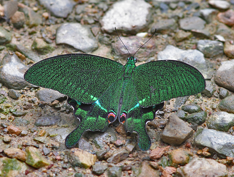 Paris Peacock Swallowtail (Papilio paris)
