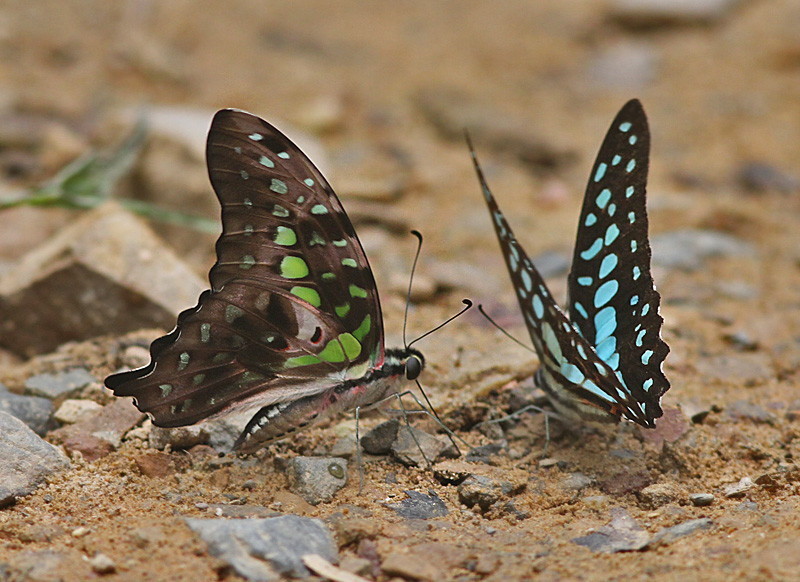 Tailed Jay (Graphium agamemnon)