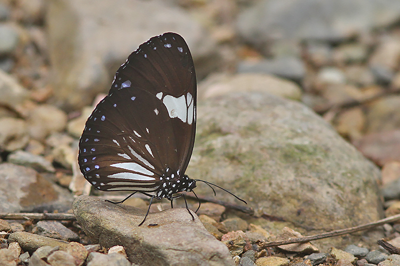 Magpie Crow Butterfly Euploea radamanthus