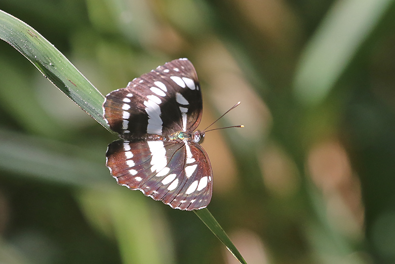 Common Sailer Neptis hylas