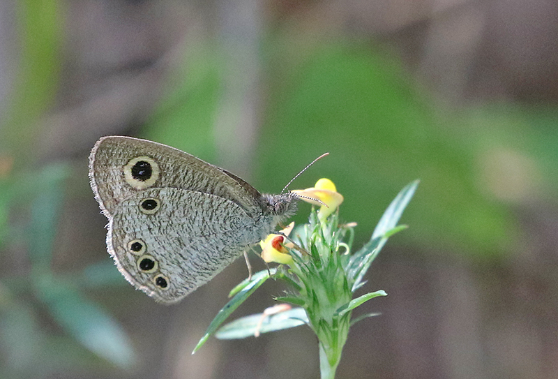 Common Four-Ring Ypthima huebneri