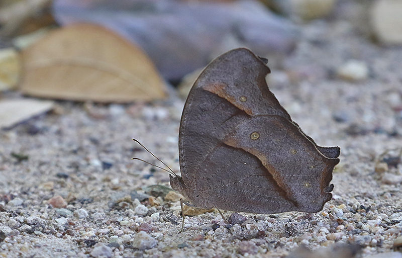 Dark Evening Brown Melanitis phedima