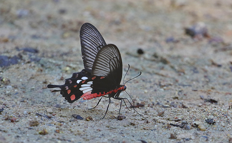 Common Rose (Pachliopta aristolochiac)