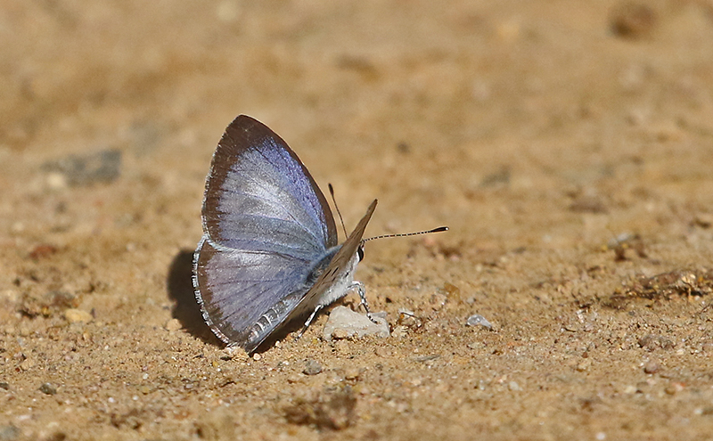 Transparent 6-Line Blue Nacaduba kurava