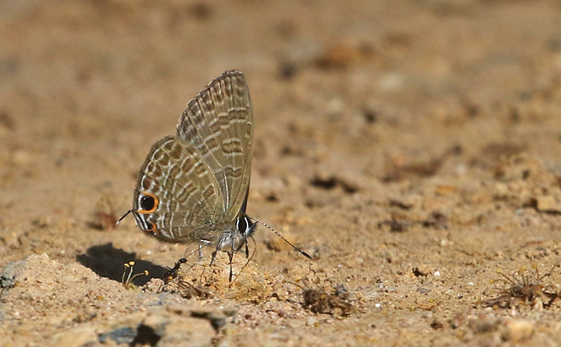 Transparent 6-Line Blue Nacaduba kurava