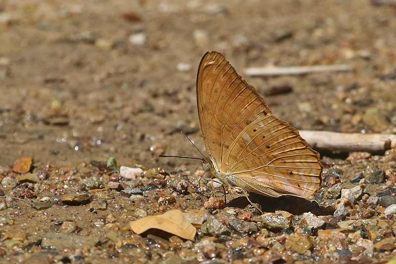 Common Duffer Discophora sondaica