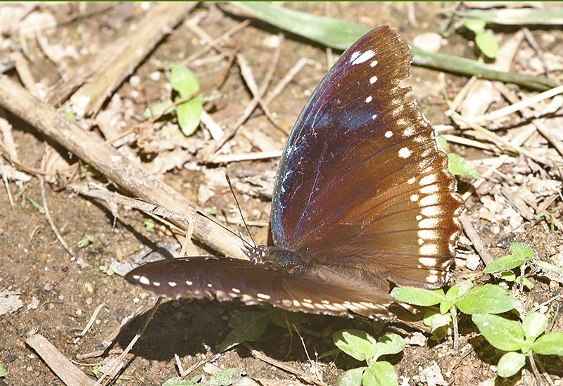 Great Eggfly (Hypolimnas bolina)
