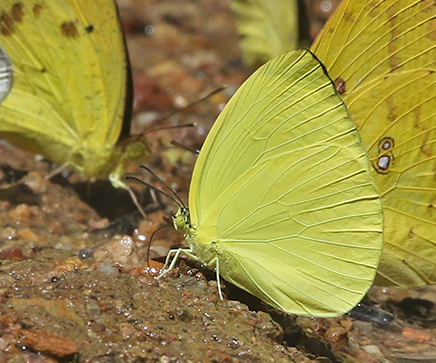Tree Yellow Gandaca harina