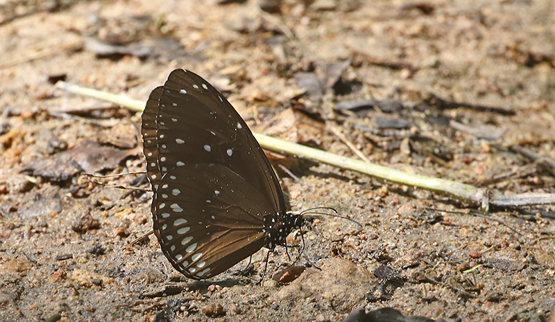 Common Crow Butterfly Euploea core
